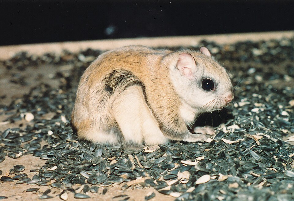 File:Petit polatouche (Écureuil volant) (Glaucomys volans) (2).jpg