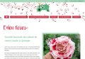 Eden Roses